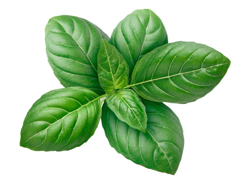 Herb Basil 1 Lb