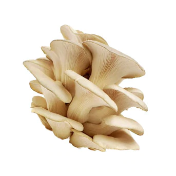 Mushroom Oyster 5 Lb
