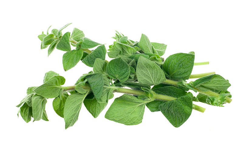 Herb Oregano 1Lb