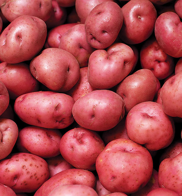 Potato Red B Size 50 Lb