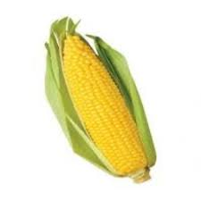 [1034] Corn Yellow Ea