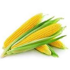 [1033] Corn Yellow 48 ct