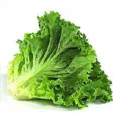 [1065] Lettuce Green Leaf 24 ct USA