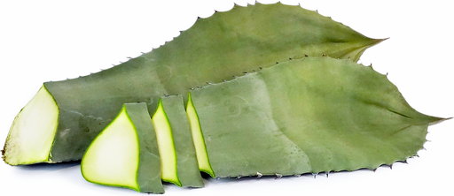 [1061] Maguey Leaves Ea