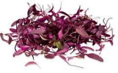 [1079] Micro Bulls Blood Beets 4 oz