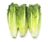 [1170] Lettuce Romaine ea