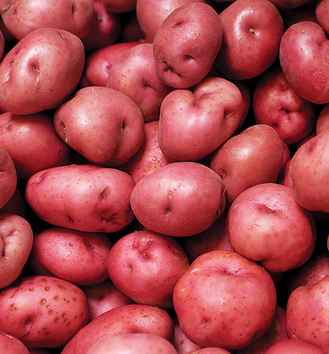 [1130] Potato Red B Size 50 Lb